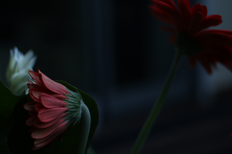 Illustration for article titled Morning Flowers